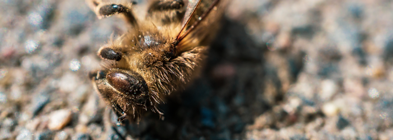 Středočeský kraj opět pomůže včelařům s odhalováním ohnisek moru včelího plodu