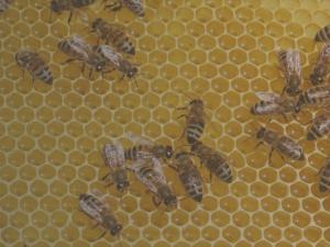 Ohlédnutí za kampaní Středočeského kraje proti moru včelího plodu v roce 2025