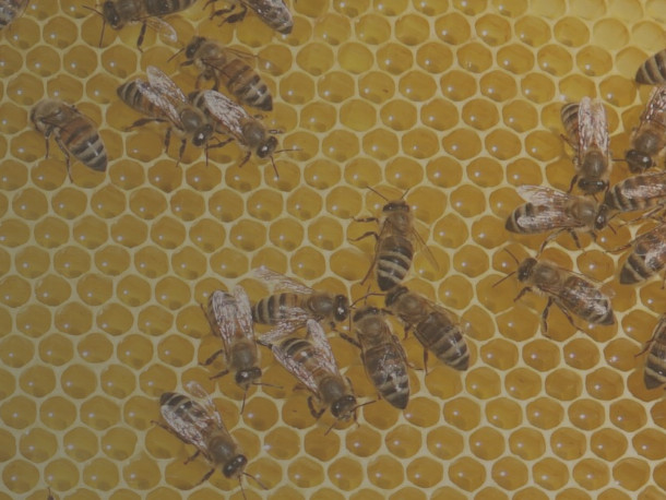 Ohlédnutí za kampaní Středočeského kraje proti moru včelího plodu v roce 2025